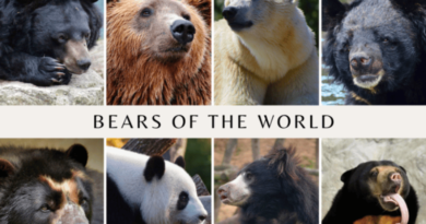 World Bear Day – Monday 23rd March 2026