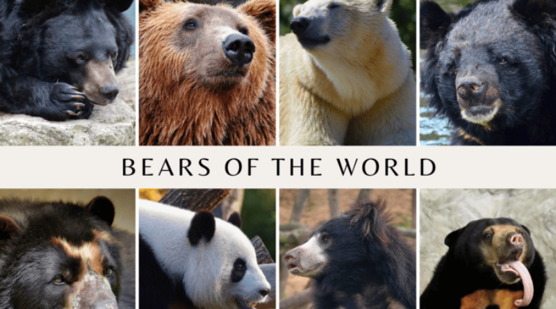 World Bear Day – Monday 23rd March 2026